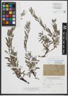Foto von Salix repens subsp. repens L.